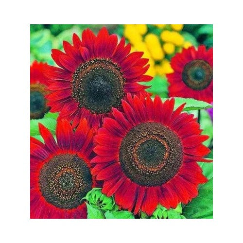 Red Sunflower Planting Vibrant Velvet Queen Heirloom Non Gmo Flower Seeds Home Garden [neera-v5-2001962e0f731b3b8313]