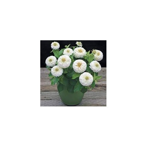 Heirloom White Zinnia Salmon Flower Seeds for Planting [neera-v5-2001b5f4153d477a2810]