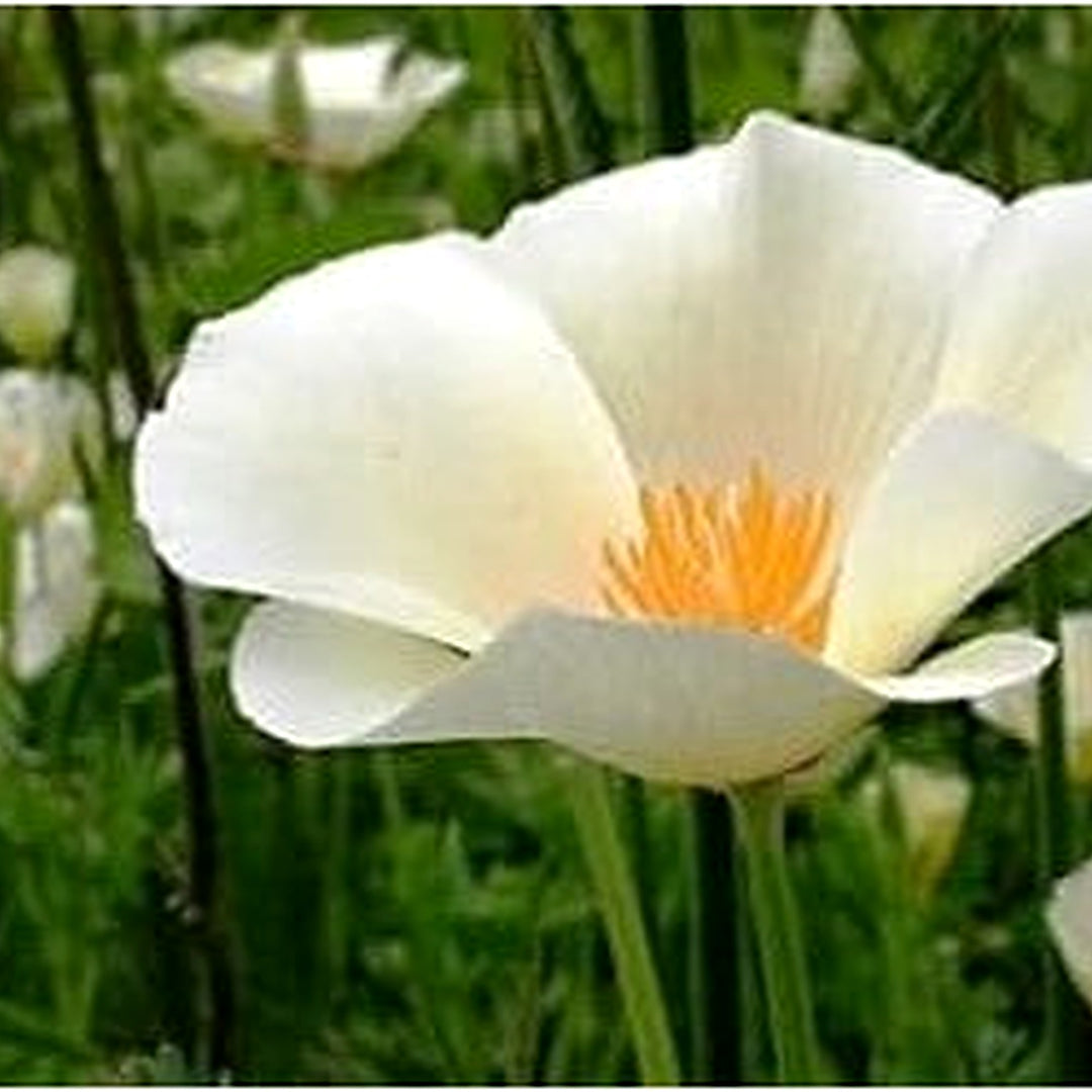 Heirloom White Eschscholtzia Jardim Flower Seeds for Planting [neera-v5-2014b1589c114c9a219c]