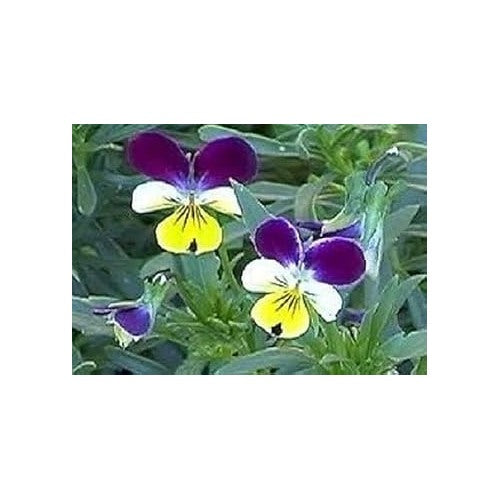 Organic Heirloom Mixed Pansy Perennial Flower Seeds [neera-v5-20155adc7bc1f06e09ff]
