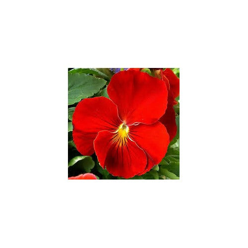 Fresh Red Pansy Heirloom Non-GMO Seeds for Planting [neera-v5-201d21799d423530e7d8]