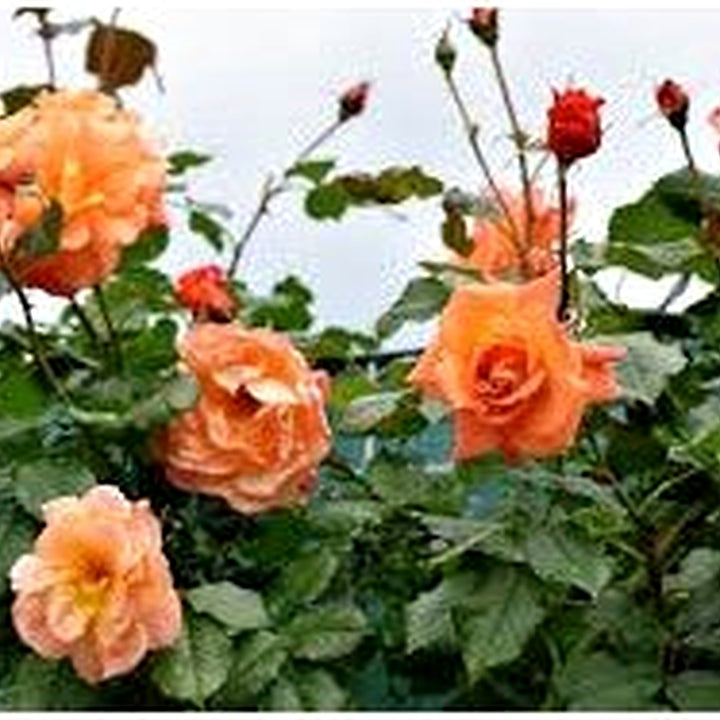 Orange Climbing Rose Flower Seeds for Planting [neera-v5-201d7eb7be75dd5f4615]