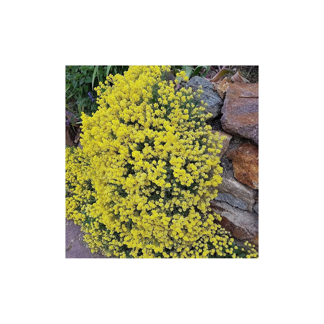 Alyssum Schnell Gold Ground Cover Flower Flower Seeds for Home Garden Planting, Exotic Organic [neera-v5-201e9f0da986e887600e]