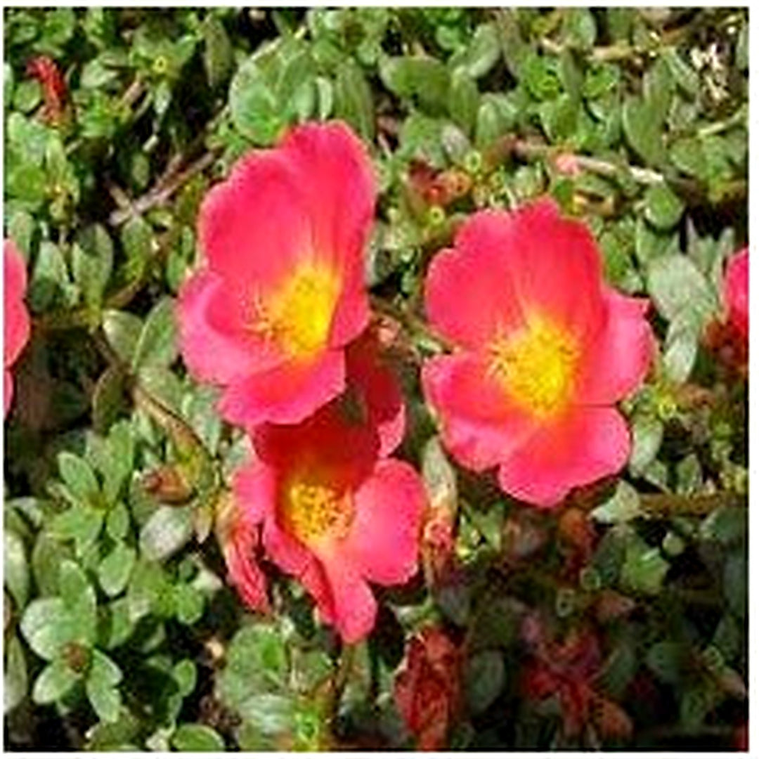 Red Rock Purslane Ruby Tuesday Or Calandrinia Flower For Planting Flower Seeds for Home Garden [neera-v5-202b7e093b787ea33750]