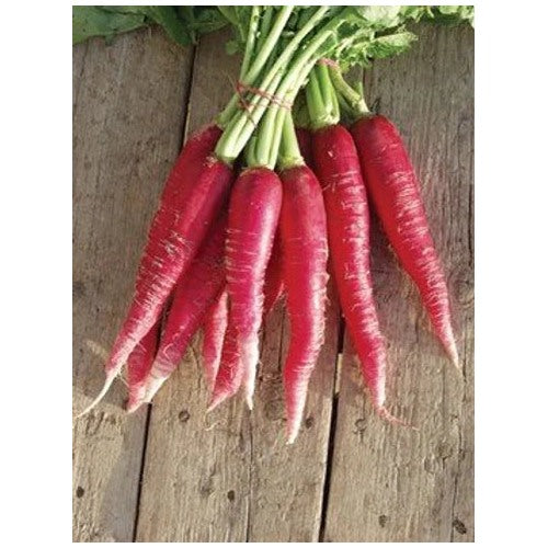 Indian Red Globe Radish Seeds [neera-v5-202eac780c59ca9a5ae1]