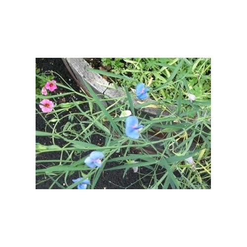 Blue Lathyrus Sativus Seeds [neera-v5-2032ccb4f233e6695a96]