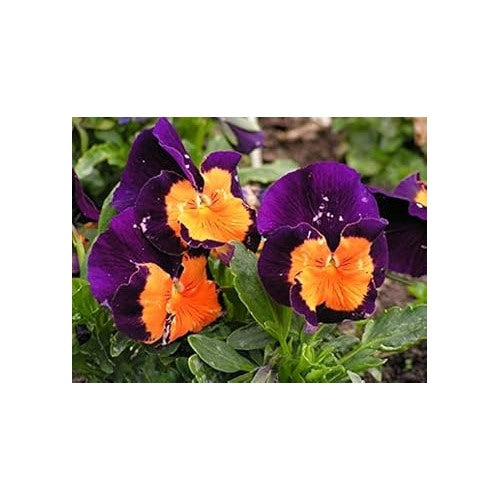 Violet Blue Pansy Seeds for Planting [neera-v5-203383e652a51bd518a6]