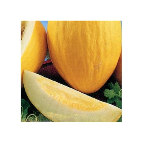 Yellow Melon Fruit Seeds for Planting | Heirloom Non-GMO Organic Garden Seeds for Sweet Yellow Melons [neera-v5-2040afd28b4776b9fb41]