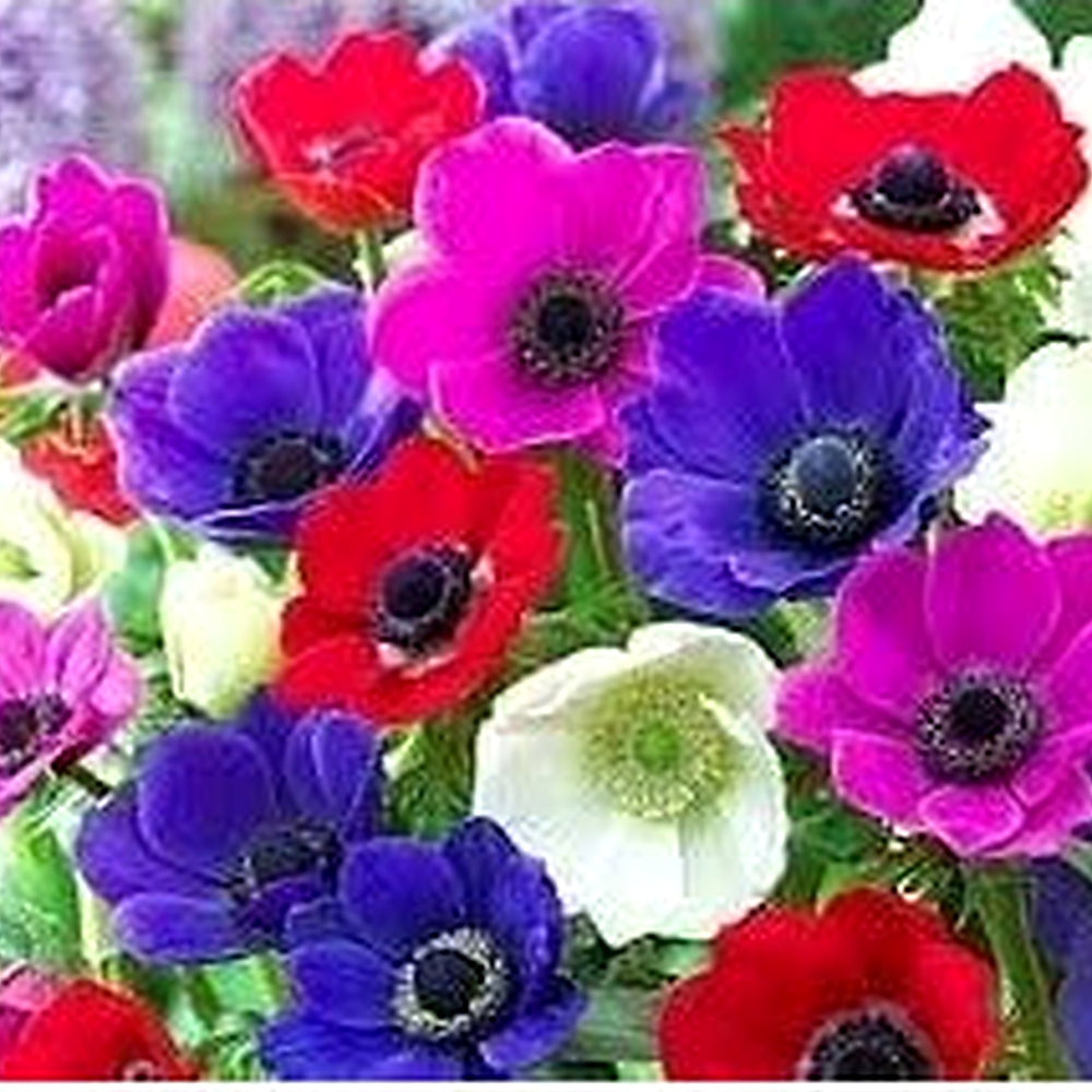 Heirloom Anemone Flower Seeds, Non-GMO Vibrant Spring Blooms for Decorative Garden Planting [neera-v5-2042d0286d4f93403c3b]