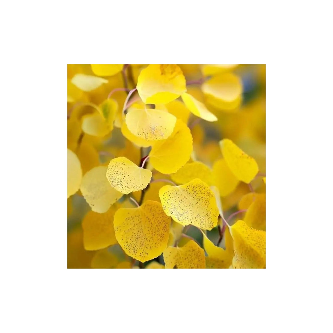 Populus Tremuloides Quaking Aspen For Planting Heirloom Non Gmo Flower Seeds for Home Garden [neera-v5-204344b033544250a9a8]