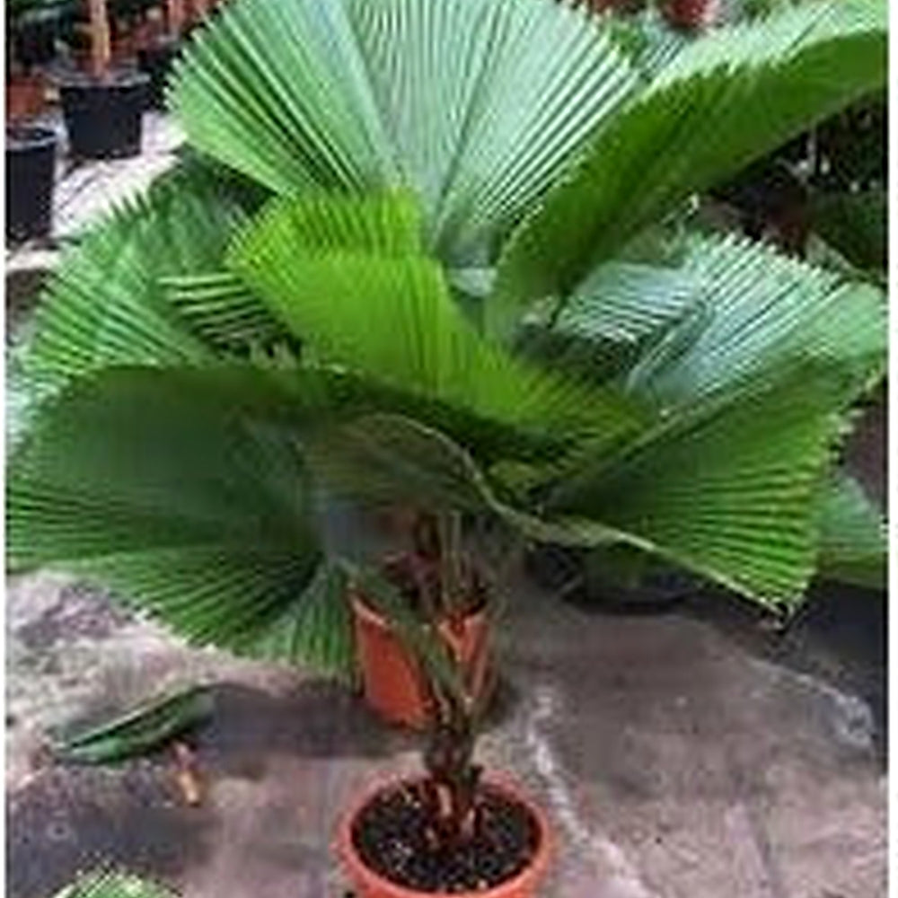 Green Licuala Plant Seeds for Planting [neera-v5-2050906dba5dacde566c]