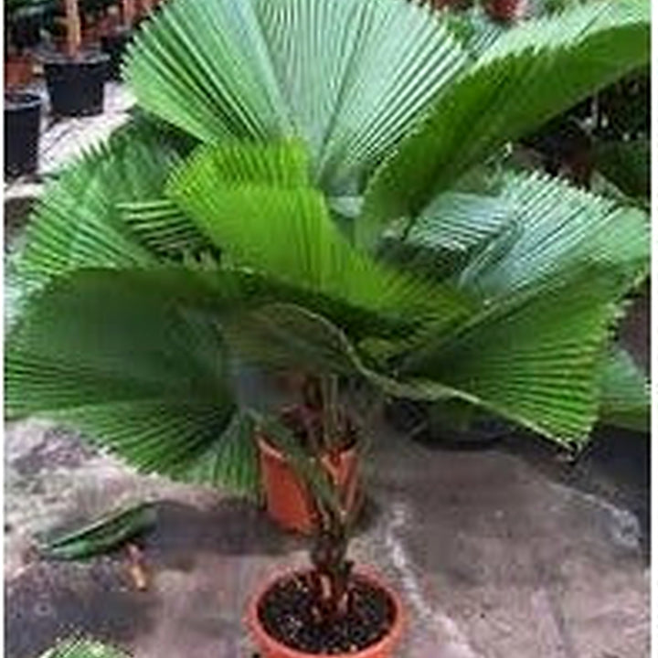 Green Licuala Plant Seeds for Planting [neera-v5-2050906dba5dacde566c]