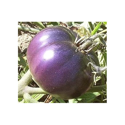 Heirloom Non-GMO Violet Tomato Seeds for Home Garden Planting [neera-v5-2054f20ff8b265a487a6]