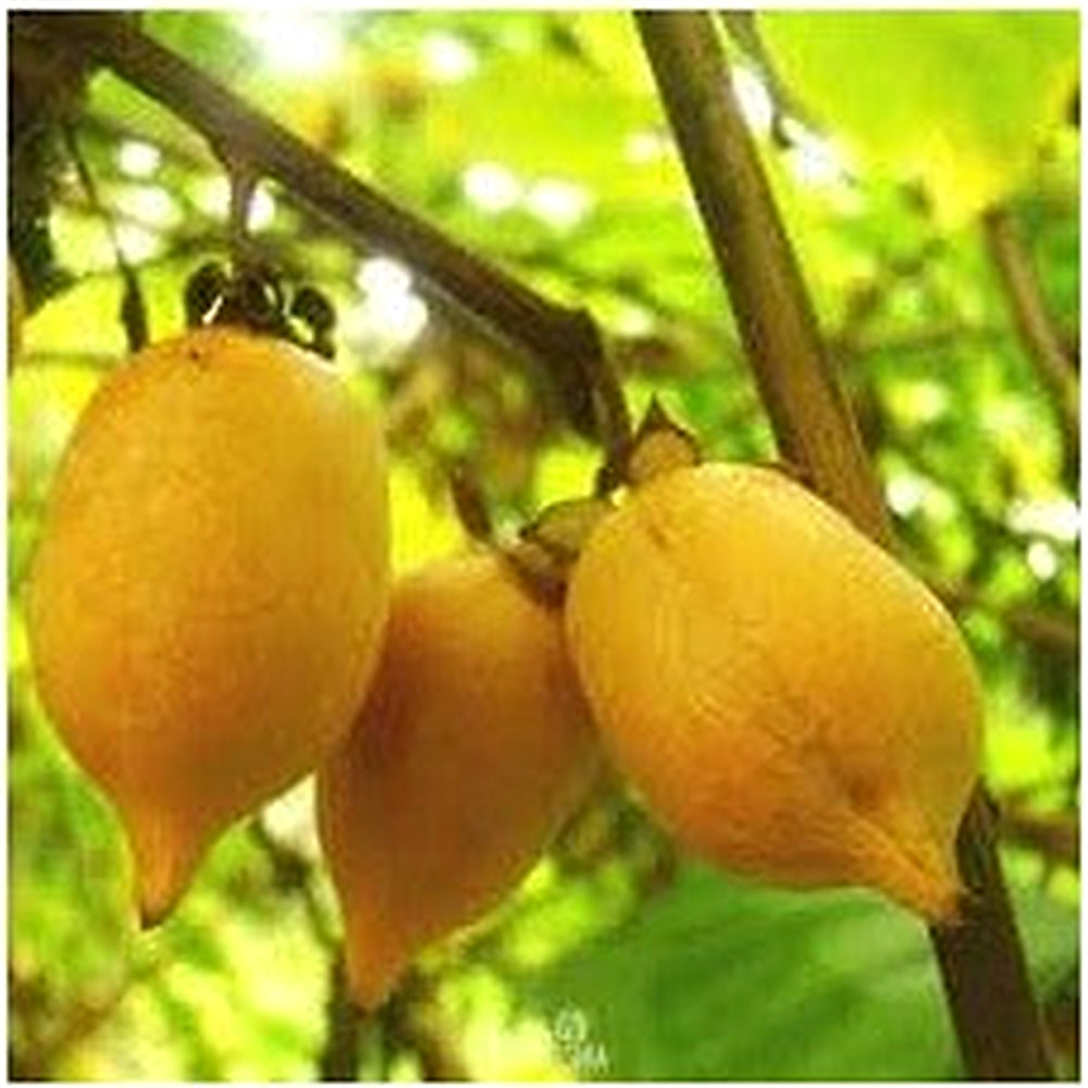 Actinidia Polygama Fruit Seeds for Cultivation [neera-v5-205c42e042587fba100c]