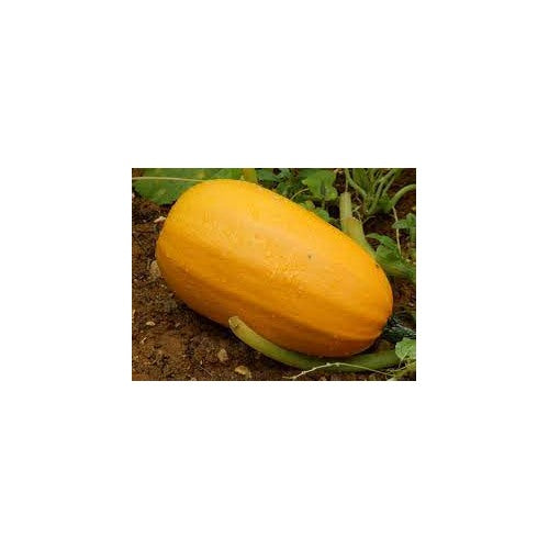 Pumpkin Almond Spaghetti Seeds for Planting [neera-v5-206d020005cbae2b0ded]
