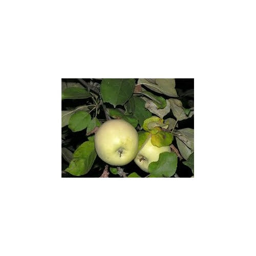 Antonovka Apple Tree Seeds for Planting [neera-v5-206e010915b67279d884]