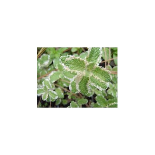 Variegated Pineapple Peppermint Plant Seeds [neera-v5-2074e2b87f9cc646d5e0]