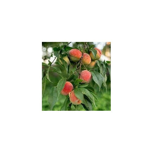Red Haven Peach Fruit Seeds for Planting [neera-v5-207c114b3b59796313f1]