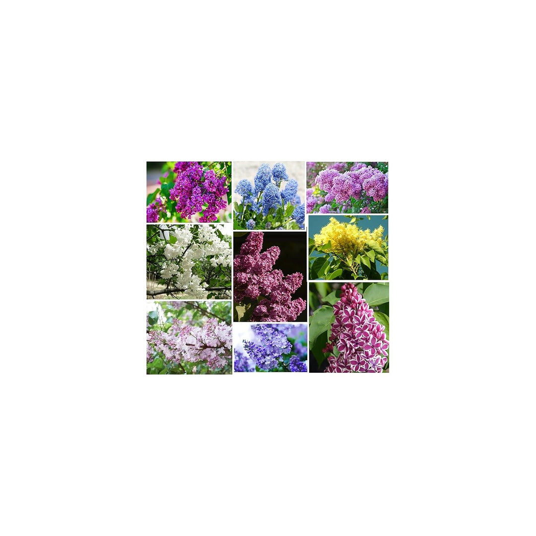 Japanese Lilac Syringa Reticulata Fragrant Flower Seeds for Planting Heirloom Non-GMO High Germination Organic Garden Seeds [neera-v5-2080297c953d625cf03b]