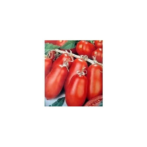 Red Tomato Seeds for Planting [neera-v5-2083664c4df99d185f11]