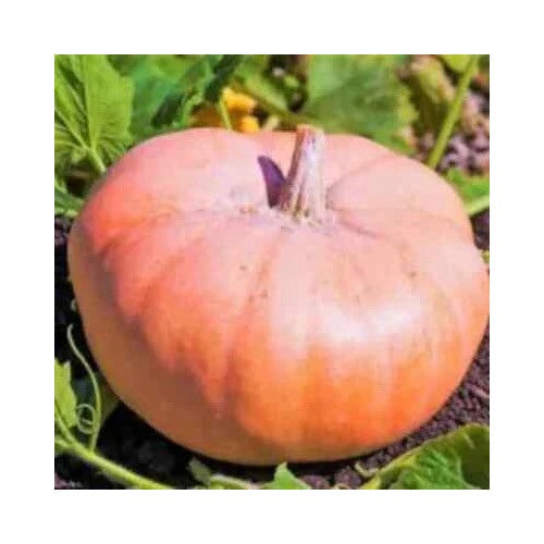 Pink Doll Pumpkin Heirloom Non Gmo Flower Seeds Home Garden Planting, Exotic Organic Blooming [neera-v5-208b8d0342e0967baa9c]