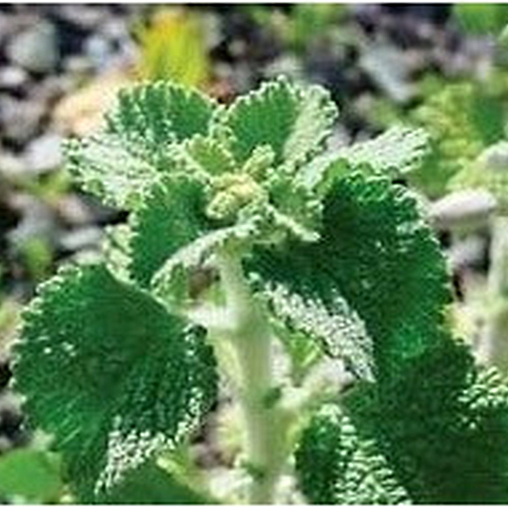 Green Horehound Seeds [neera-v5-2092b02707192b115823]