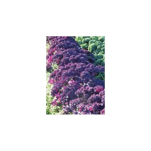 Kale Seeds for Planting Violet [neera-v5-209ab78adc05a42fb4f1]