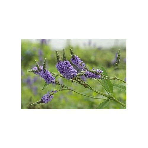 Vervain Hastata Flower Seeds for Garden Planting [neera-v5-209cc4d384fb725dd6f5]