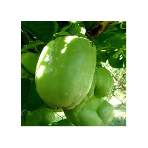 Giant Passiflora Granadilla Fruit Seeds for Planting [neera-v5-20b123a7b4a4b6f012e7]