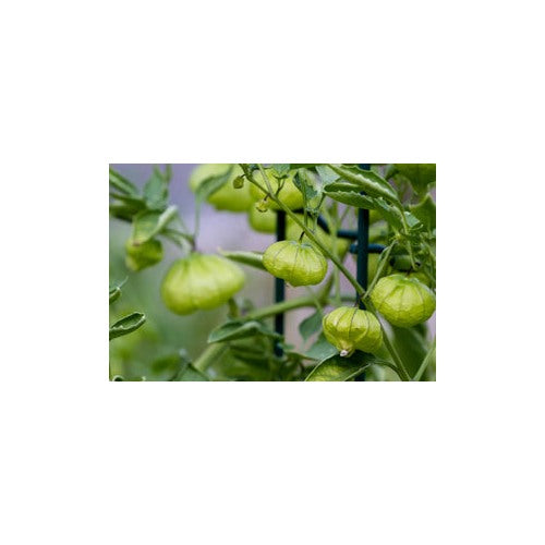 Heirloom Non-GMO Tomatillo Vegetable Seeds for Planting [neera-v5-20b94c26d6c52903e19a]