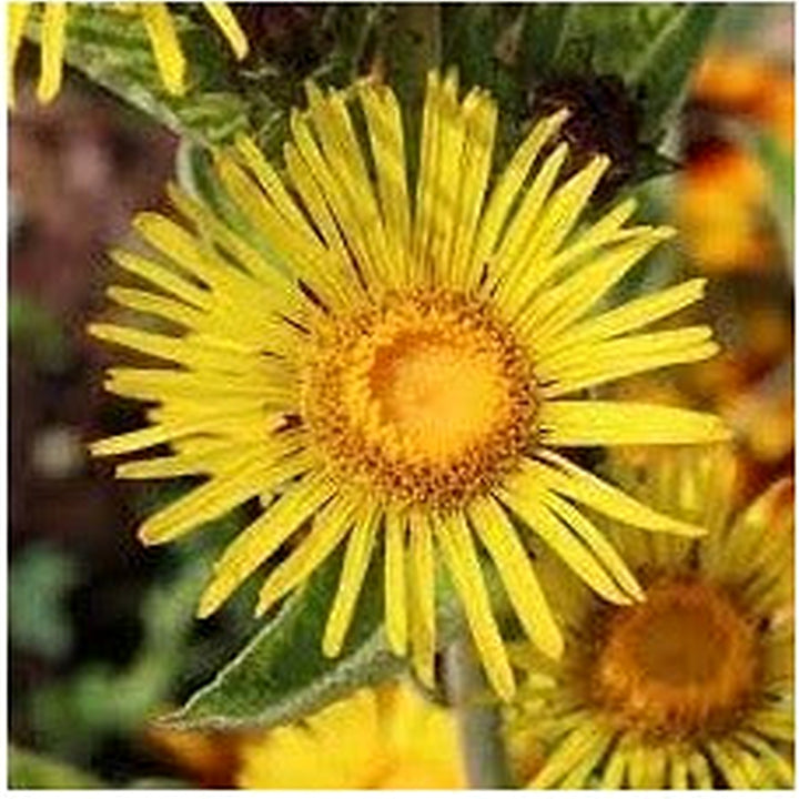 Heirloom Elecampane Flower Seeds [neera-v5-20c757c7c2dc2b148383]