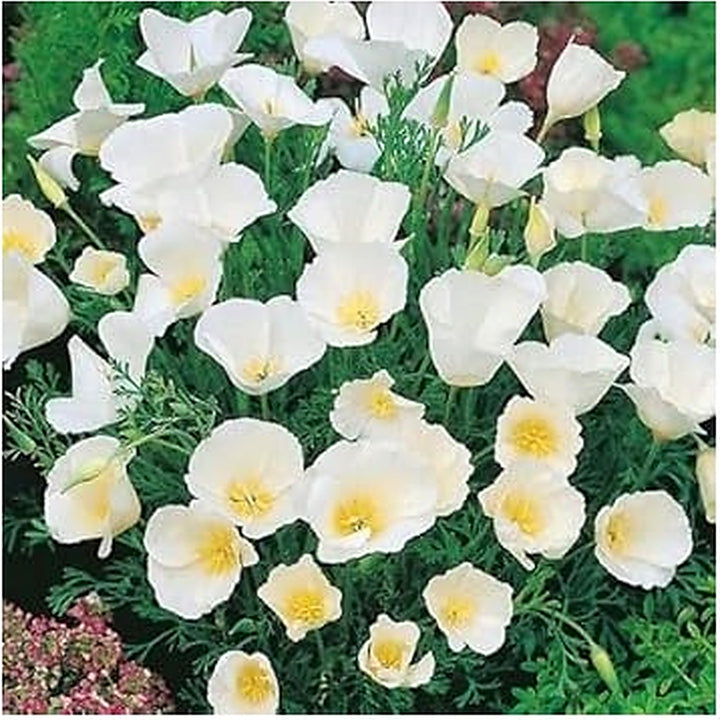 Heirloom White Eschscholtzia Jardim Flower Seeds for Planting [neera-v5-20d0f7e845b91222327c]