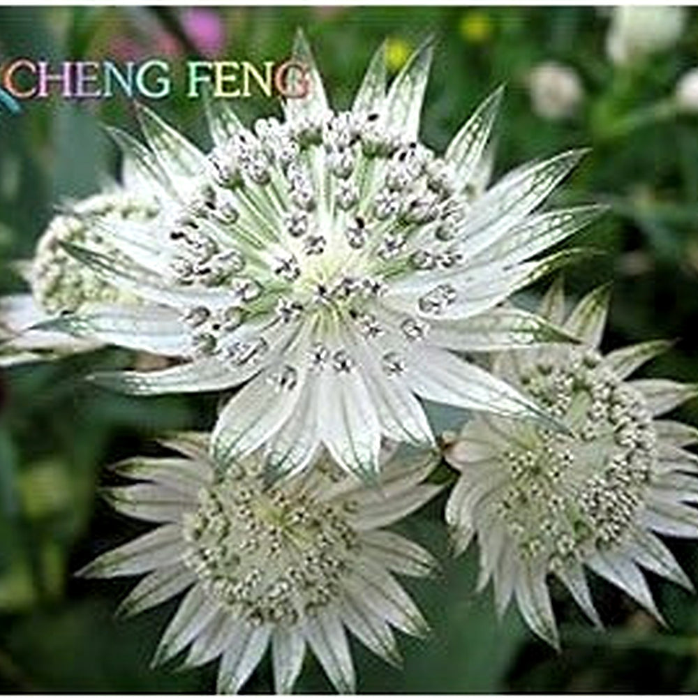 Organic White Astrantia Flower Seeds for Planting [neera-v5-20df9a5f1bfff86b4189]