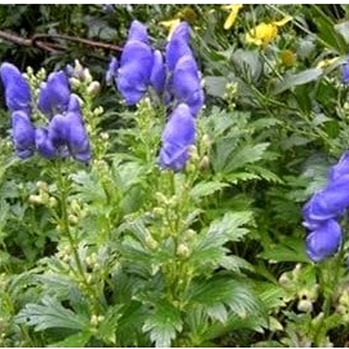Blue Aconitum Flower Seeds for Planting [neera-v5-20dfe8afe3db757bc3a4]