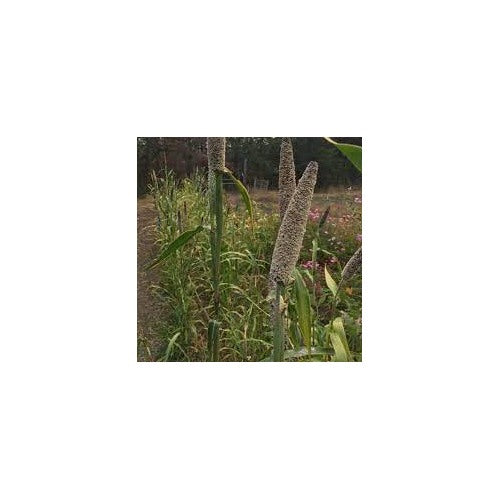 Pearl Millet Indian Blue Seeds for Planting [neera-v5-20e9e30cb023cb460623]