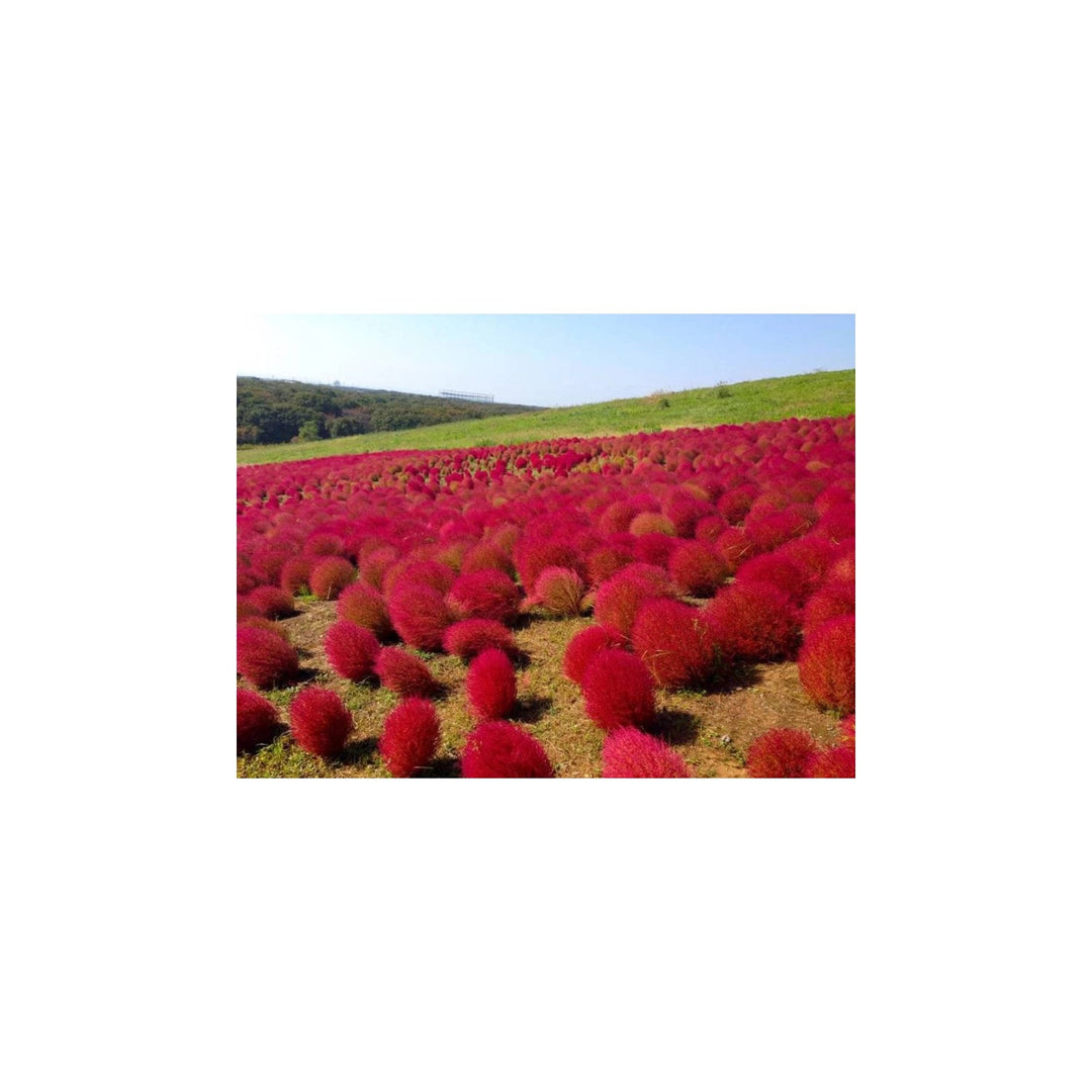 Red Burning Bush Flower For Planting Fresh Non Gmo Flower Seeds for Home Garden Planting, Colorful [neera-v5-20ec1698b5164179a3c9]