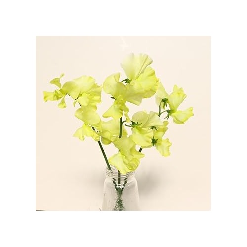 Heirloom Non-GMO Light Yellow Sweet Pea Flower Seeds [neera-v5-20f23ca608dd12f8391f]