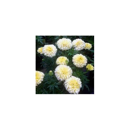 Heirloom Cream Marigold Flower Seeds for Planting [neera-v5-21077f465916e8dfd3ac]