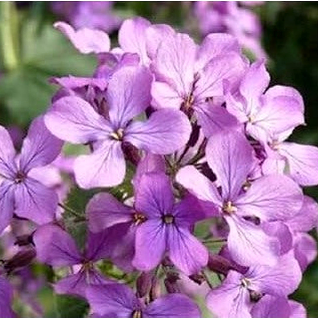 Night Scented Stock For Planting Matthiola Variety Flower Seeds for Home Garden Planting, Landscape [neera-v5-210d222c1ad789871d02]