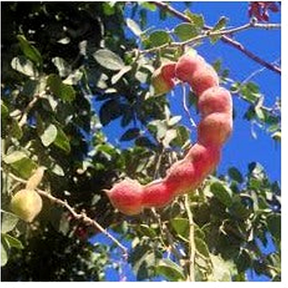 Red Guamuchil Fruit Seeds for Planting [neera-v5-2114c684ff9ffb47273d]