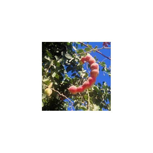 Red Guamuchil Fruit Seeds for Planting [neera-v5-2114c684ff9ffb47273d]