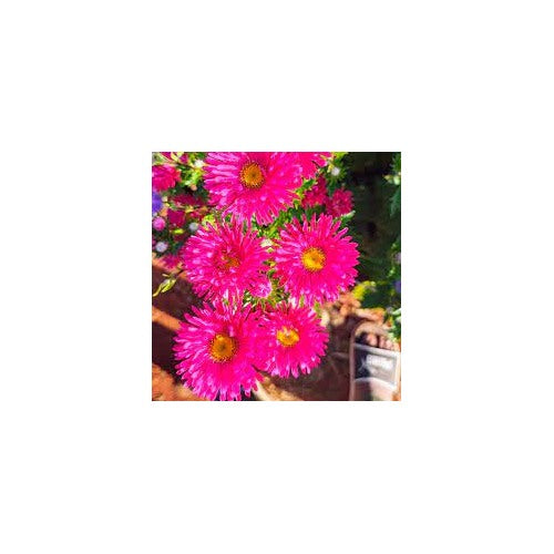 Red Plum Callistephus Chinensis Aster Flower Flower Seeds Home Garden Planting, Vibrant Organic [neera-v5-211682fa2a5ad7a45059]