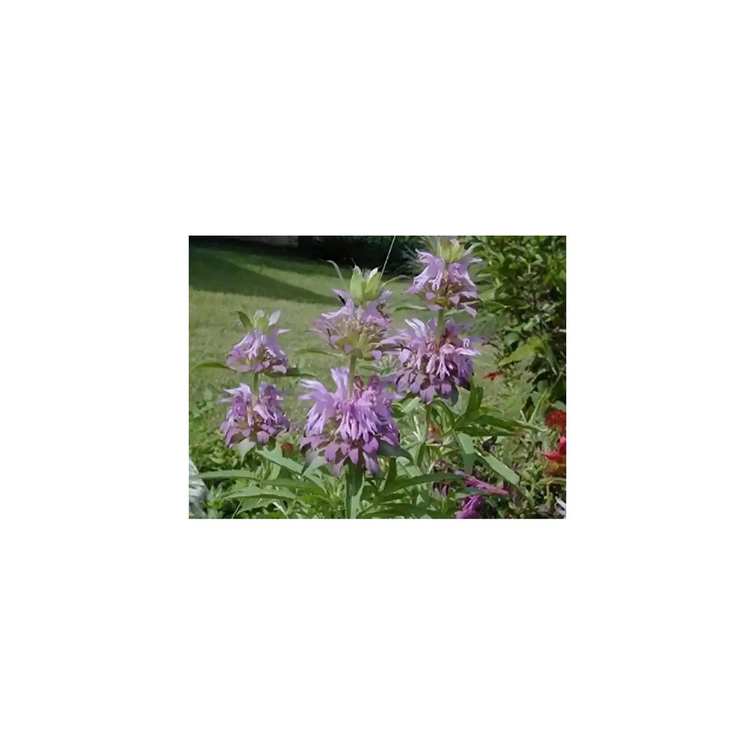 Lavender Lemon Mint Flower For Planting Heirloom Non Gmo Flower Seeds for Home Garden Planting, [neera-v5-2121b1d1f8111fe7db06]