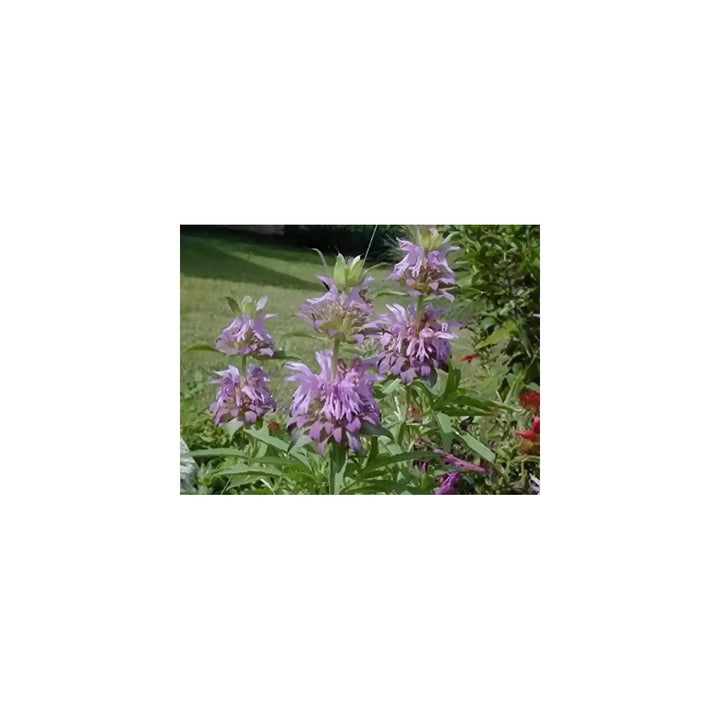 Lavender Lemon Mint Flower For Planting Heirloom Non Gmo Flower Seeds for Home Garden Planting, [neera-v5-2121b1d1f8111fe7db06]