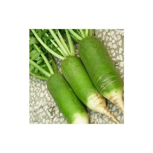 Green Rainbow Radish Seeds for Planting [neera-v5-2129dffb7770aba8e734]