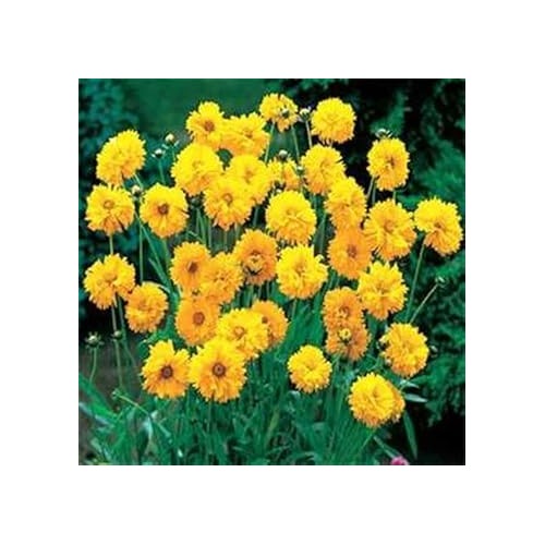 Yellow Coreopsis Flower Heirloom Non Gmo Flower For Planting Flower Seeds for Home Garden Planting, [neera-v5-213052038c142e7265d6]