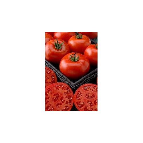 Phoenix Hybrid Tomato Seeds for Planting [neera-v5-2130a4d021b3c688bc28]
