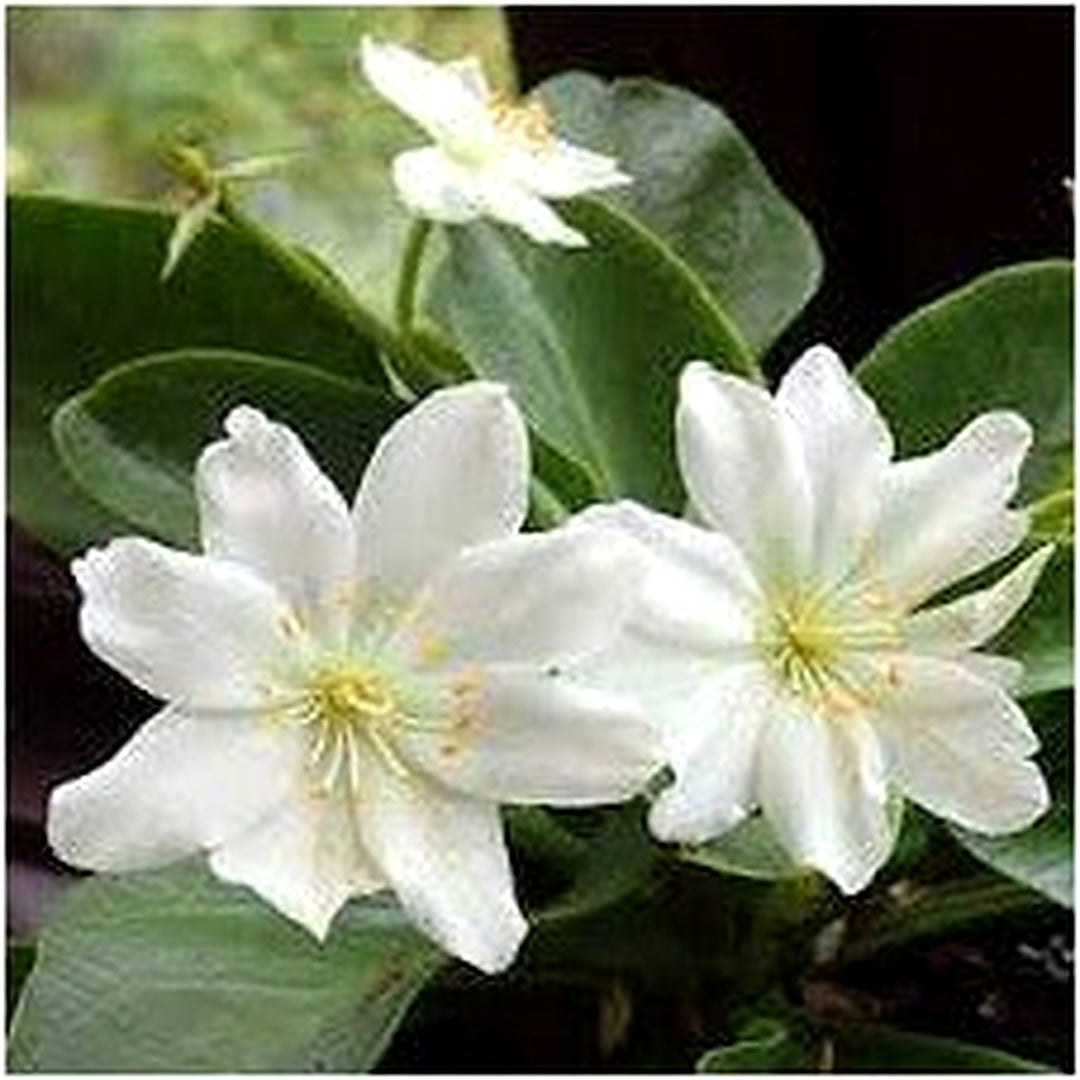 White Nevada Lewisia Flower Seeds for Planting [neera-v5-21324f5edf6a33d975dd]