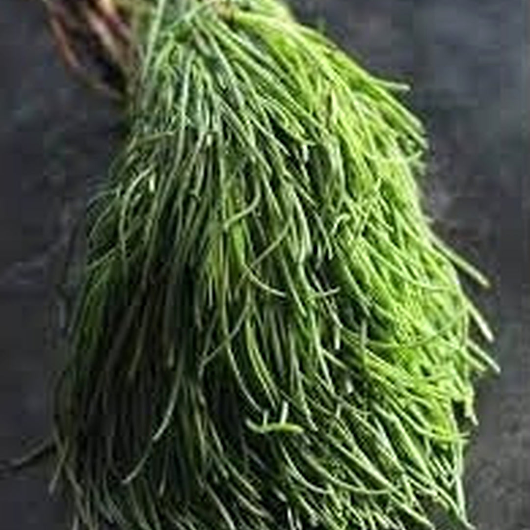 Agretti Plant Seeds for Planting [neera-v5-21338d45ff18429ef9d1]
