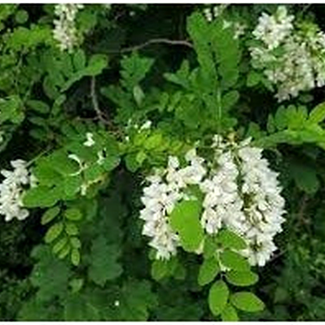 Heirloom Pseudoacacia Flower Seeds for Garden Planting, Non-GMO, Fragrant Tree Blooms [neera-v5-214008720223c8f355f4]
